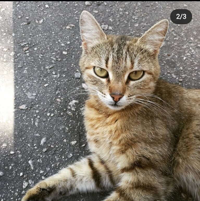 В Запорожье иностранный студент уехал на каникулы домой и выбросил кошку на улицу (ФОТО)