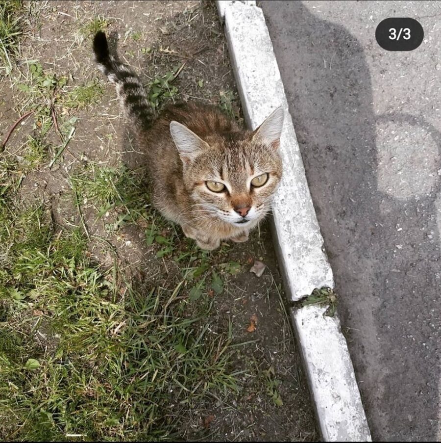 В Запорожье иностранный студент уехал на каникулы домой и выбросил кошку на улицу (ФОТО)