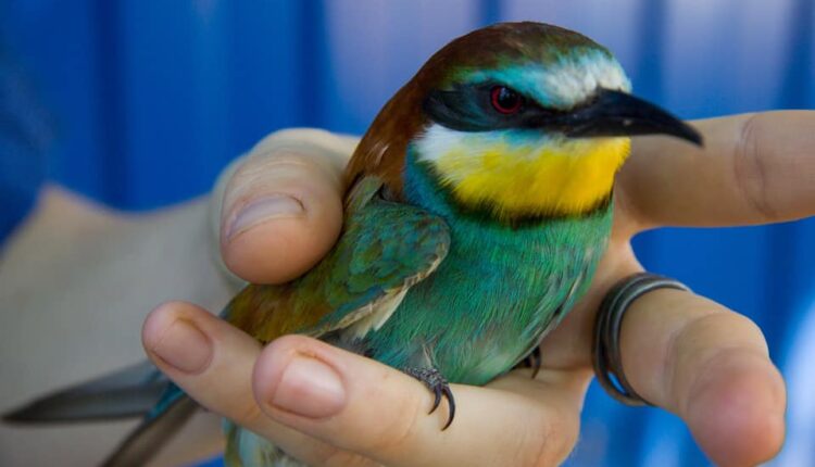 В Запорожье обнаружили яркую редкую птицу (ФОТО)