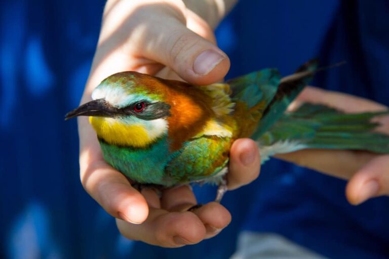 В Запорожье обнаружили яркую редкую птицу (ФОТО)