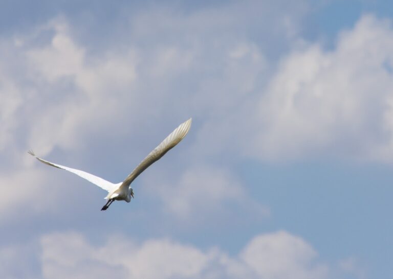 Молочный лиман «ожил»: житель Запорожской области показал, что сейчас там происходит (ВИДЕО)