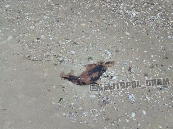 На запорожском курорте на берегу нашли неожиданную находку (ФОТО)
