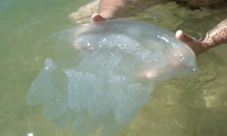 На запорожском курорте огромные медузы атакуют отдыхающих (ФОТО-ВИДЕО)