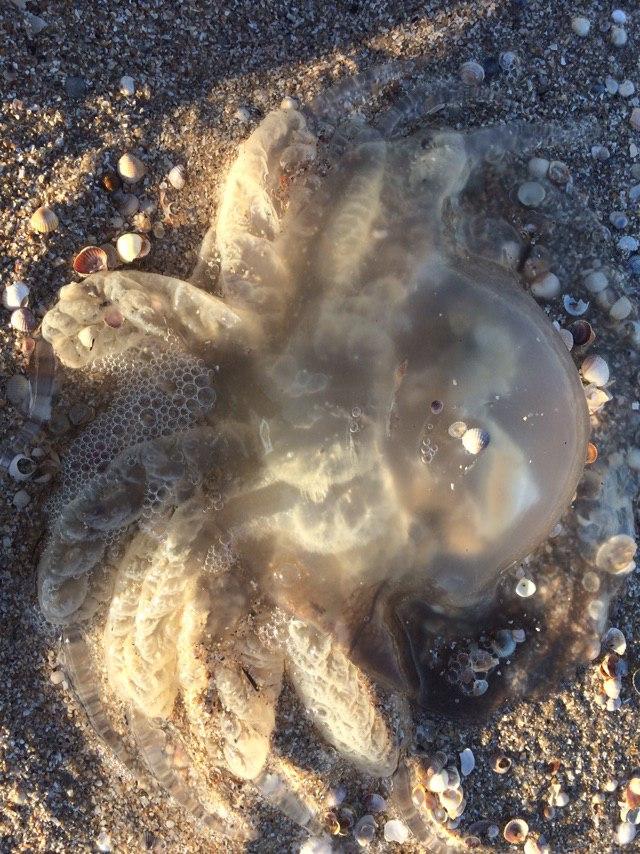 На берега курортного города на Азовском море выбросило сотни гигантских медуз (ФОТО)