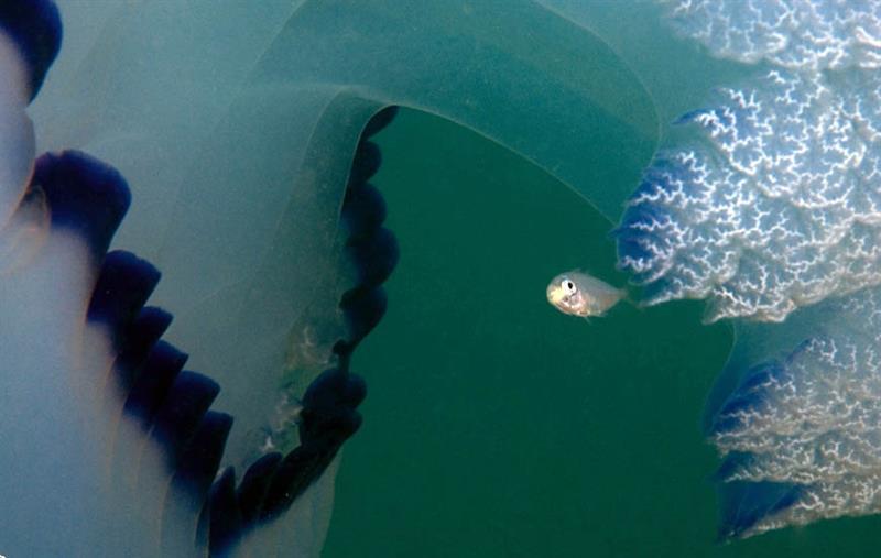 На запорожском курорте огромные медузы атакуют отдыхающих (ФОТО-ВИДЕО)