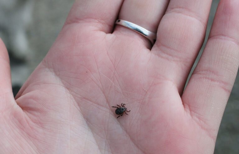 В Запорожской области более 300 человек пострадали от укусов опасных насекомых