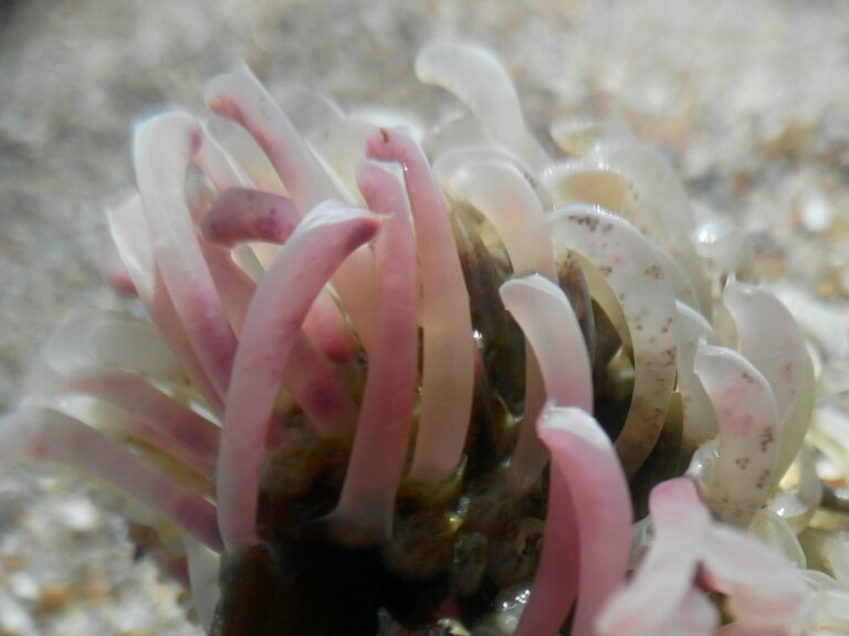 В Азовском море начали появляться новые редкие обитатели (ФОТО)