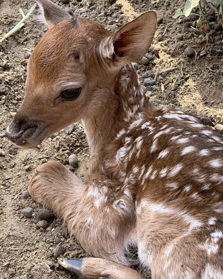 В зоопарке под Запорожьем родился необычный детеныш (ФОТО-ВИДЕО)