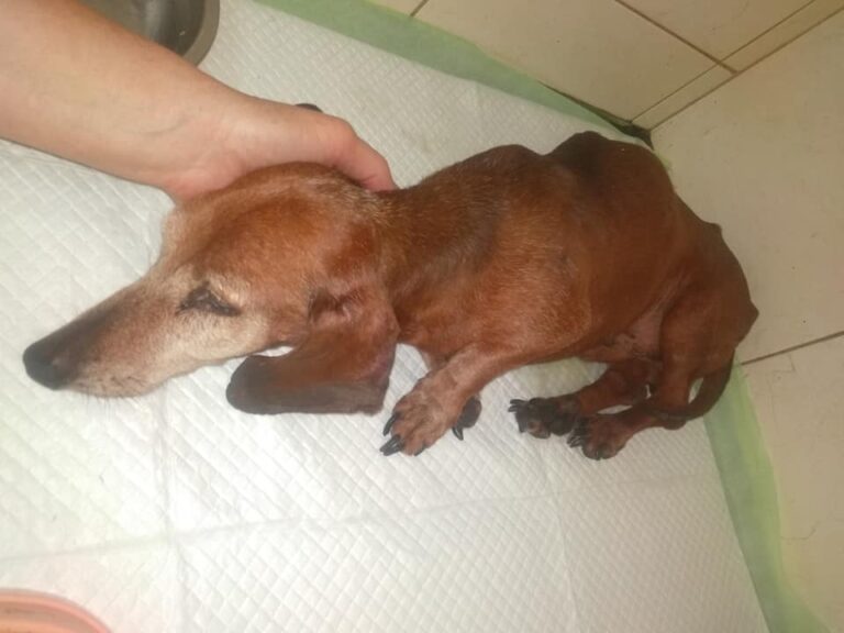 Жестокий случай: в Запорожье мужчина выбросил из окна собаку (ВИДЕО-ФОТО)