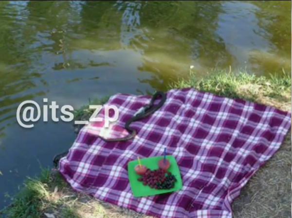 В запорожском парке к отдыхающим на пикник приползла змея (ФОТО)