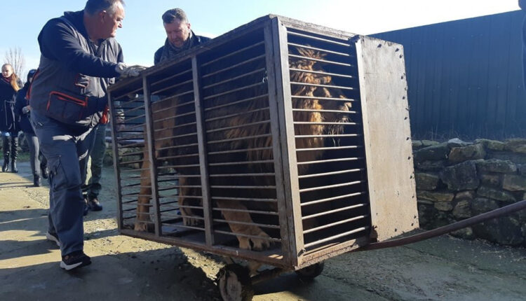 В Запорожской области ищут новый приют конфискованным зверям (ВИДЕО-ФОТО)