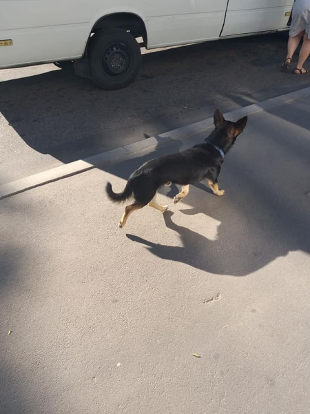 В Запорожье потерянный пёс пытается пробраться в общественный транспорт в поисках хозяев (ФОТО)
