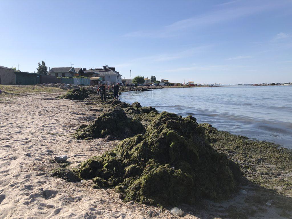 Не медузами едиными: на Азовском море новая напасть (ФОТО)
