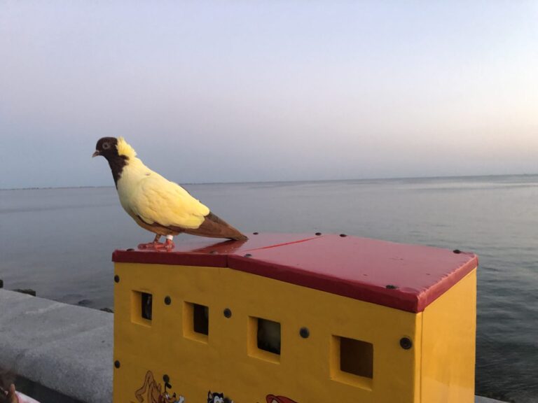 На запорожском курорте отдыхающим предлагают фото с крашеными птицами (ВИДЕО)