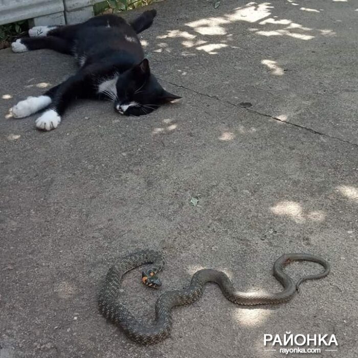 В Запорожской области во дворах частных домов селятся змеи (ФОТО)