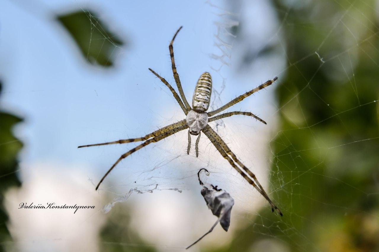 Страшно красиво: фотограф из Запорожья показала завтрак паука (ФОТО)