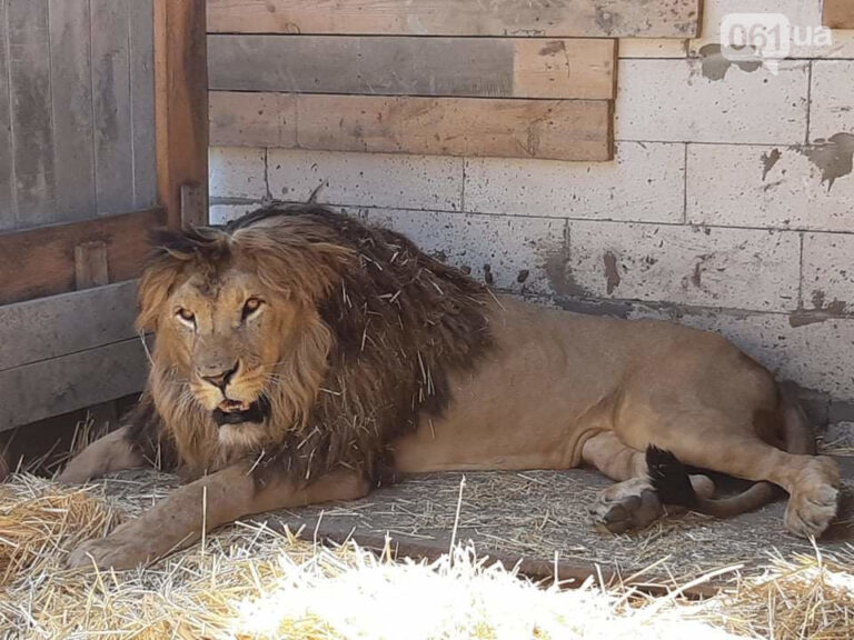 В Запорожской области ищут новый приют конфискованным зверям (ВИДЕО-ФОТО)