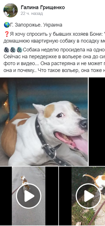 В Запорожье верный пёс неделю ждал хозяев, которые его выбросили (ФОТО)