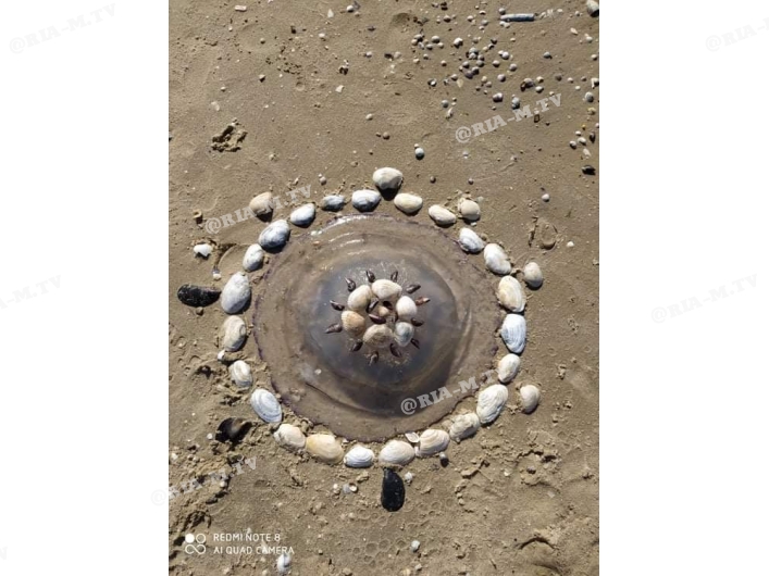 Курьёз: на запорожском курорте отдыхающие придумали новое развлечение с медузами (ФОТО)