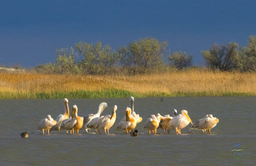 На территории Молочного лимана поселились розовые пеликаны (ФОТО)