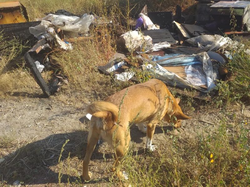 В Запорожье неизвестный поджег будку вместе с собаками (ФОТО)