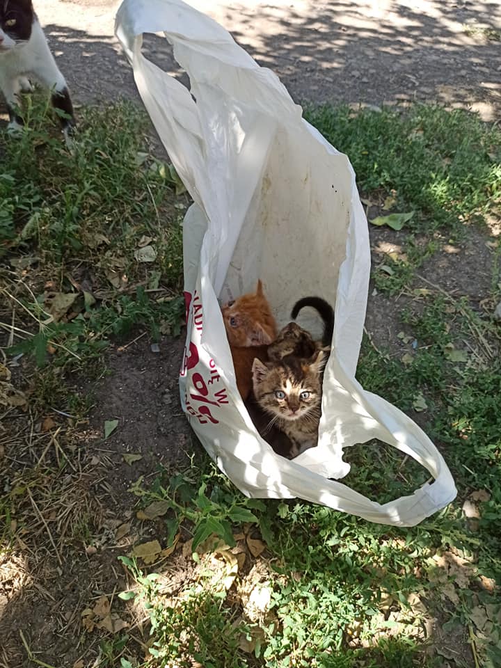 Бесчеловечность: в Запорожской области на мусор выбросили котят в пакете (ФОТО)