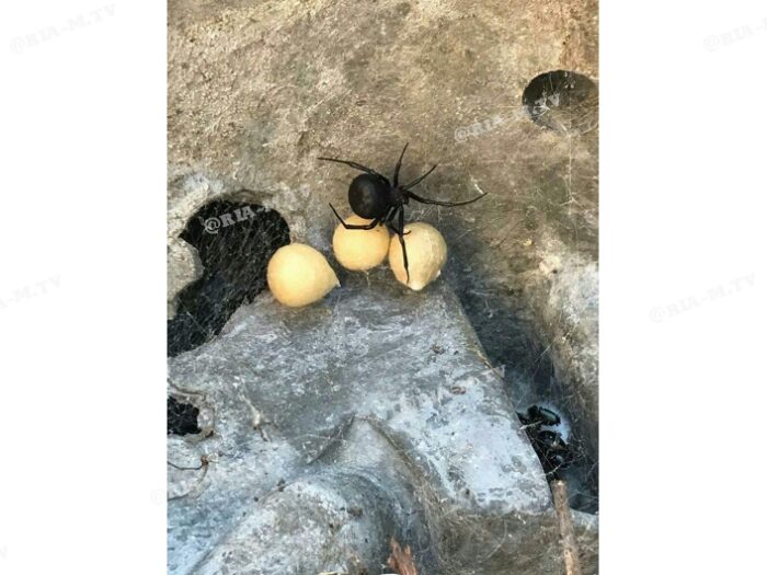 В Запорожской области во дворе частного дома обнаружили гнездо опасного паука (ФОТО)