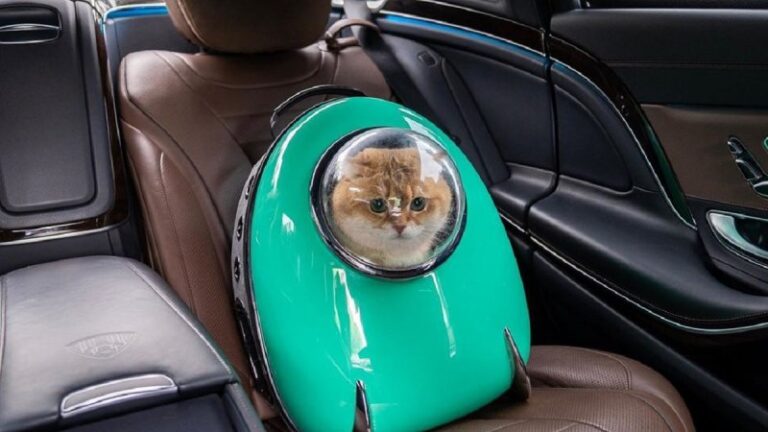 Курьёз: в Запорожье женщина «выгуливала» на поводке рюкзак (ВИДЕО)