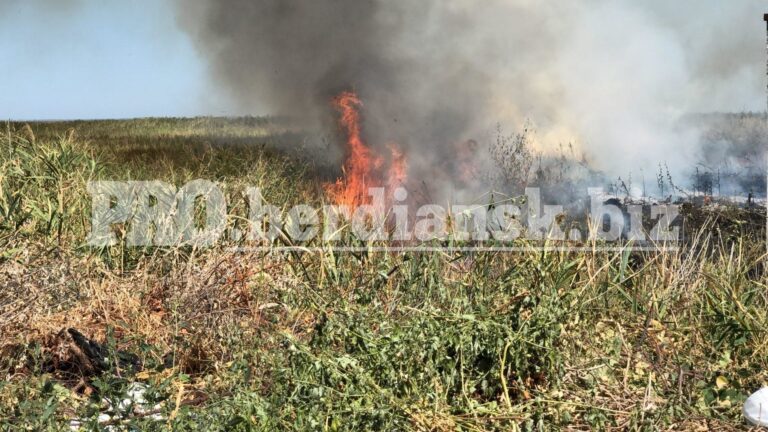 На запорожском курорте в природоохранной зоне произошел масштабный пожар (ФОТО)
