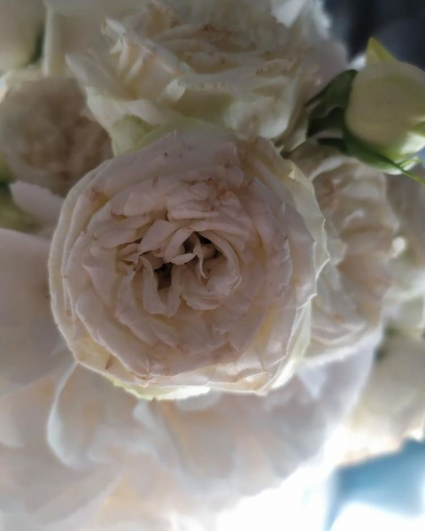 В Запорожской области невестам предлагают букеты из засохших роз (ФОТО)