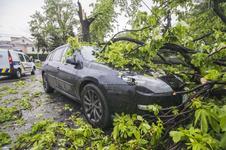 В центре Запорожья на автомобиль упало дерево (ФОТО)