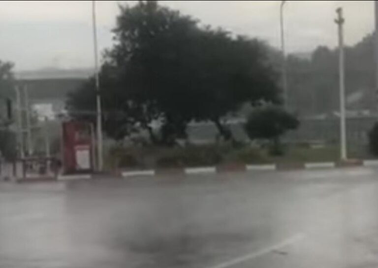 На запорожской трассе непогода валит деревья (ВИДЕО)