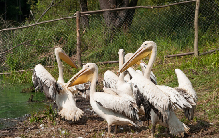 На территории Молочного лимана поселились розовые пеликаны (ФОТО)