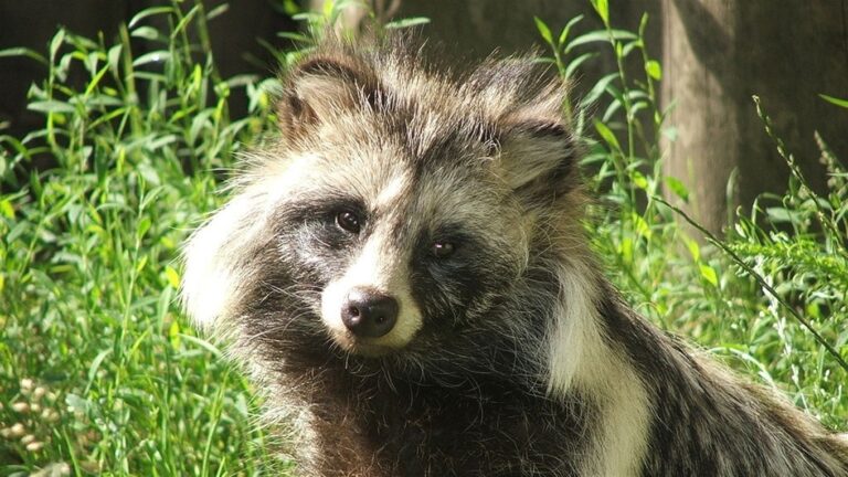 Пришли к рукам: на популярном курорте Азова туристы запечатлели енотов (ВИДЕО)