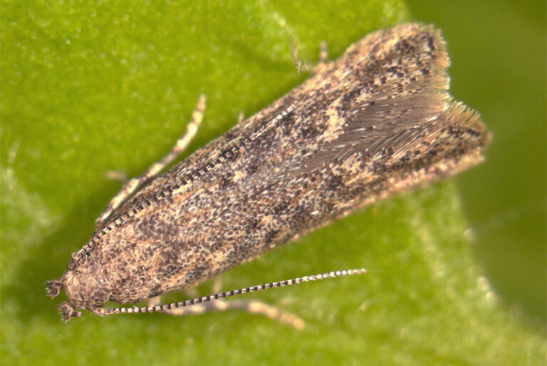 В Запорожской области из-за опасного насекомого ввели карантин