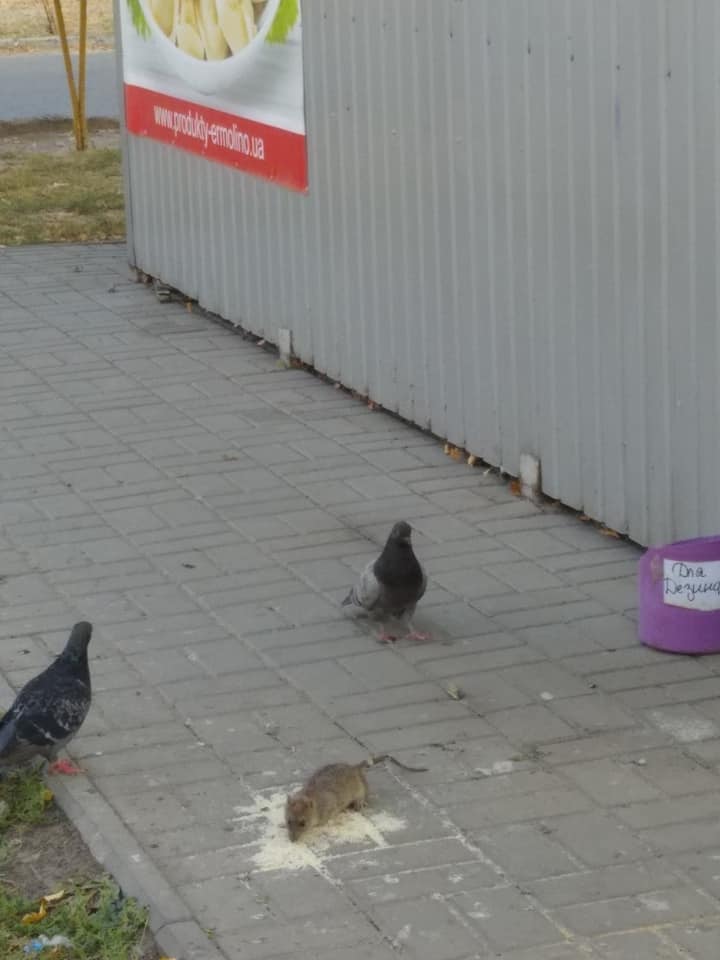 Антисанитария процветает: в Запорожье на тротуарах крысы соревнуются с голубями за еду (ФОТО)
