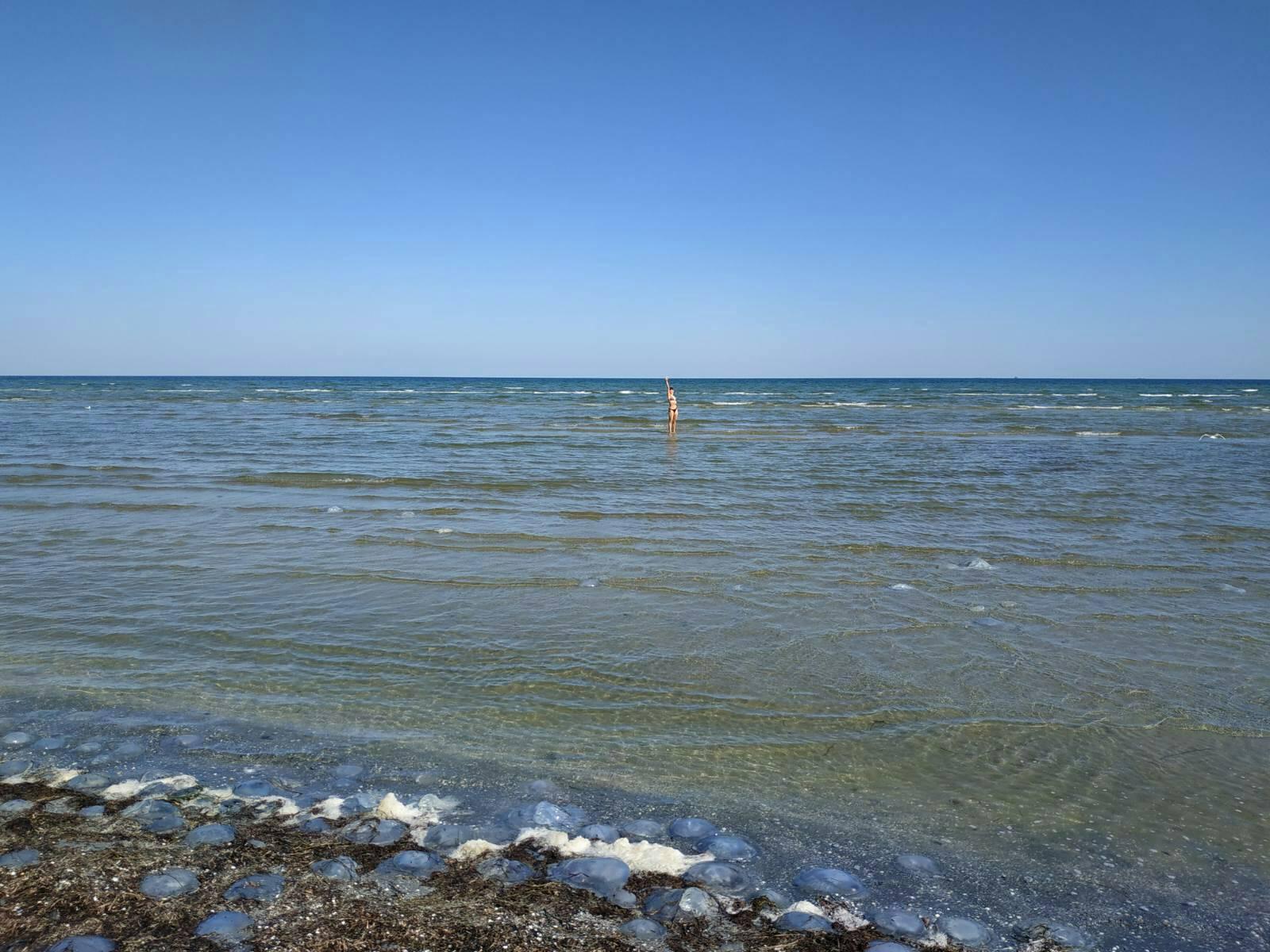 Горы медуз и водорослей: побережье Азовского моря превратилось в "мёртвую" зону (ФОТО)
