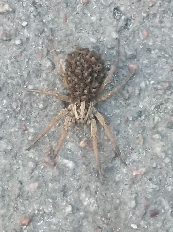 В Запорожье на вокзале горожан напугала огромная самка паука с потомством (ФОТО)