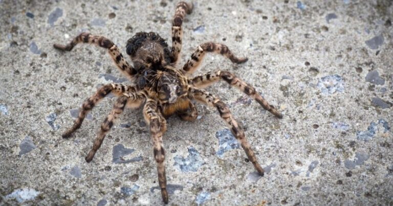 Пушистый и прыгучий: в Запорожской области к людям приполз огромный паук (ФОТО)