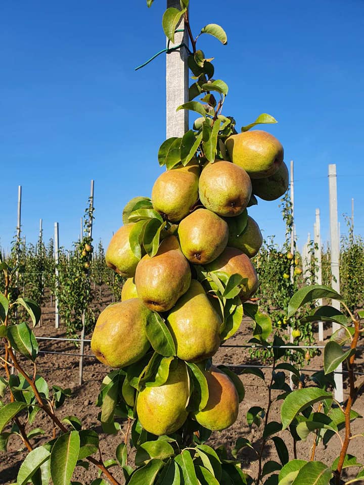 Груши-великаны: в Запорожской области вырастили необычные фрукты (ФОТО)