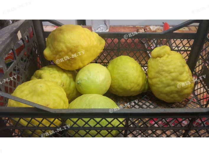 В Запорожской области садоводы вырастили гигантские лимоны (ФОТО)