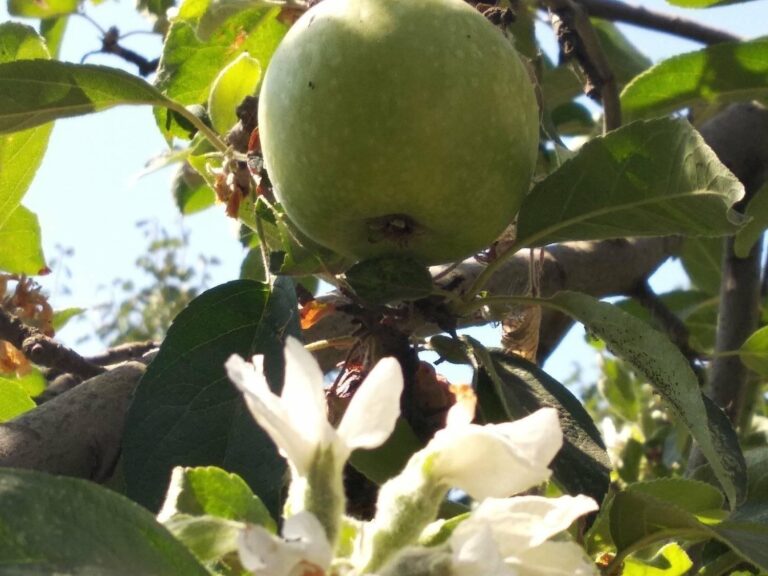 В Запорожской области зафиксировали природную аномалию (ФОТОФАКТ)