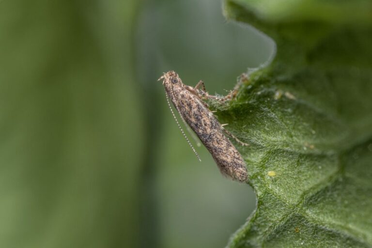 В Запорожской области из-за опасного экзотического насекомого ввели карантин