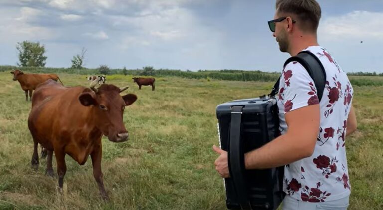 Курьёз: в Запорожской области музыкант устроил концерт для коров (ВИДЕО)