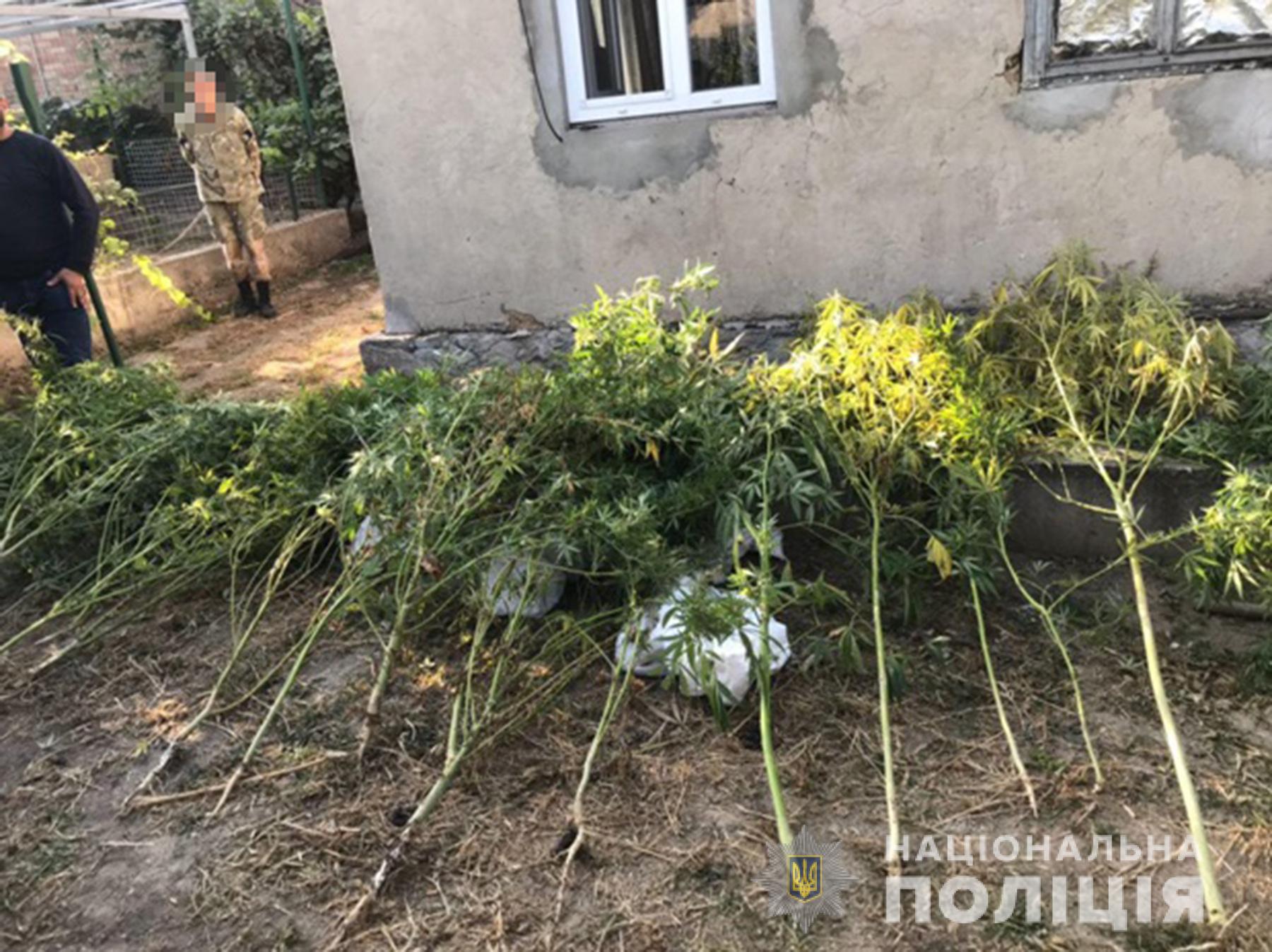 Житель Запорожья вырастил и засушил "незаконный" гербарий (ФОТО)