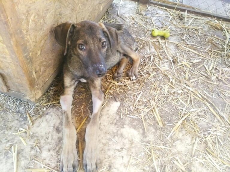 В Запорожье неизвестные выбросили на свалку щенков: волонтеры просят о помощи (ФОТО)