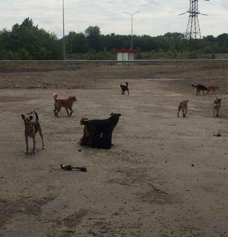 В Запорожье на Кичкасе неизвестные жестоко расправились с животными (ВИДЕО)