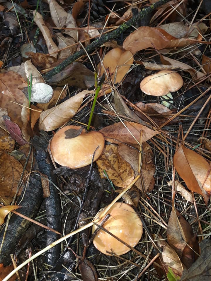 Грибной сезон: жители Запорожской области собрали рекордное количество грибов (ФОТОФАКТ)