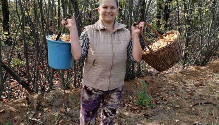 Грибной сезон: жители Запорожской области собрали рекордное количество грибов (ФОТОФАКТ)