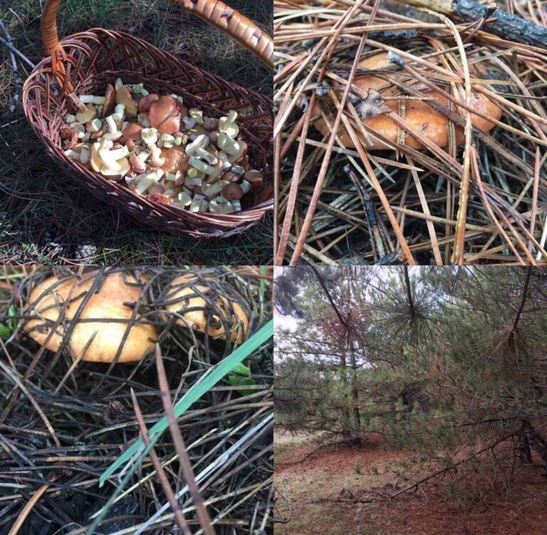 Грибной сезон: жители Запорожской области собрали рекордное количество грибов (ФОТОФАКТ)